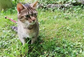 Verdwijningsalarm Kat  Mannetje , 8 jaar La Ravoire Frankrijk