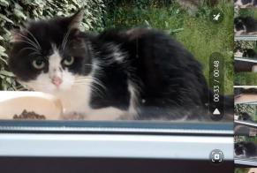 Ontdekkingsalarm Kat Onbekend Cahors Frankrijk
