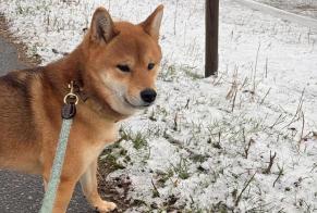 Verdwijningsalarm Hond  Mannetje , 3 jaar Martigny Zwitserland