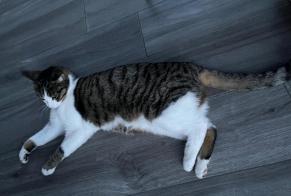 Verdwijningsalarm Kat  Mannetje , 1 jaar Echandens Zwitserland