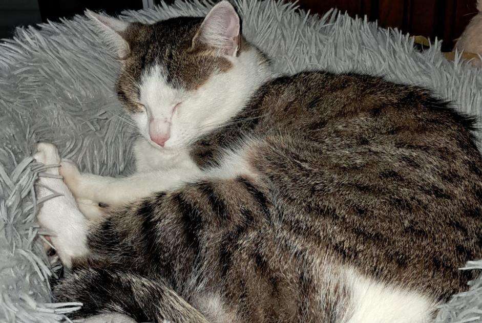 Verdwijningsalarm Kat Vrouwtje , 2 jaar La Couronne Frankrijk