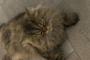 Verdwijningsalarm Kat  Mannetje , 5 jaar Bienne Zwitserland