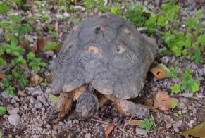 Ontdekkingsalarm Schildpad Onbekend Collombey-Muraz Zwitserland