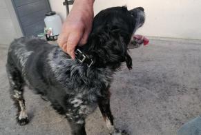 Ontdekkingsalarm Hond Onbekend Orléans Frankrijk