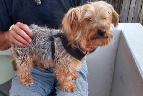 Ontdekkingsalarm Hond Vrouwtje Sion Zwitserland