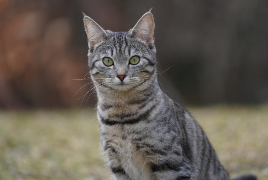 Alerta desaparecimento Gato cruzamento Fêmea , 2 anos Gryon Switzerland