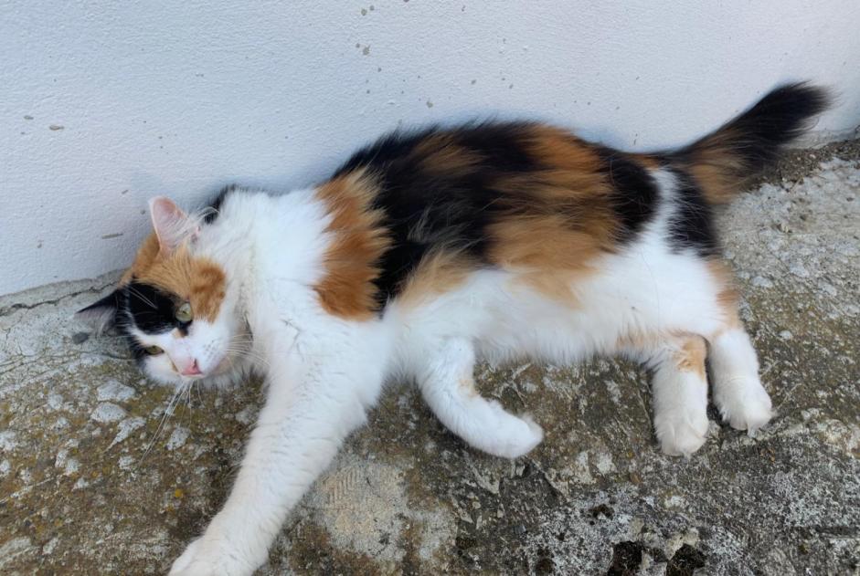 Alerta desaparecimento Gato Fêmea , 3 anos Corsier-sur-Vevey Switzerland