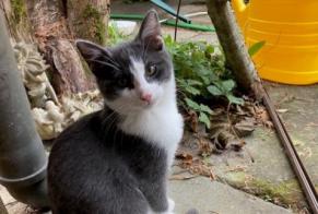 Alerta desaparecimento Gato Macho , 1 anos Clos du Doubs Switzerland