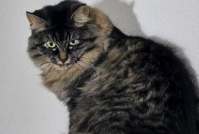 Alerta desaparecimento Gato Fêmea , 3 anos St Blaise Switzerland