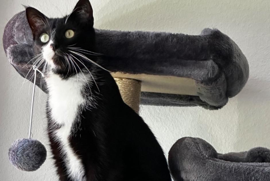 Alerta desaparecimento Gato cruzamento Macho , 3 anos Haut-Intyamon Switzerland