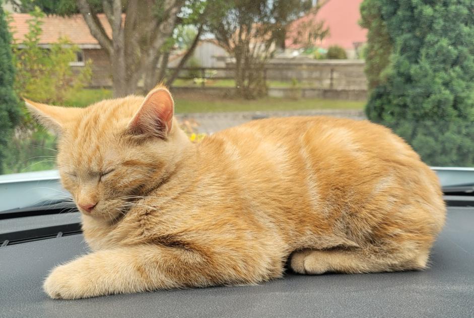 Alerta descoberta Gato Macho Gibloux Switzerland