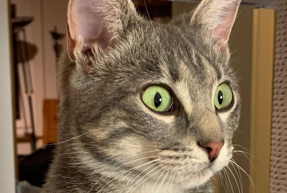 Alerta desaparecimento Gato Fêmea , 1 anos Neuchâtel Switzerland