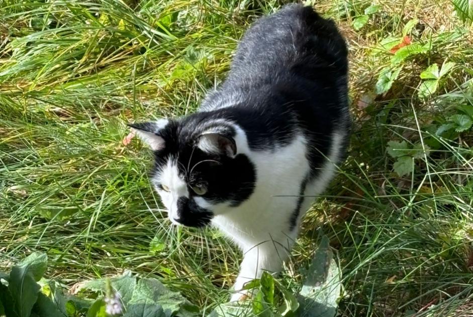 Alerta descoberta Gato Desconhecido Val-d'Illiez Switzerland