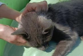 Alerta descoberta Gato Fêmea Lignières Switzerland