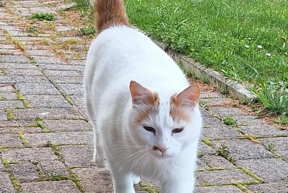 Alerta desaparecimento Gato Macho , 6 anos Murten Switzerland