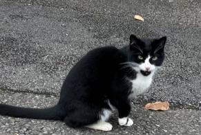 Alerta descoberta Gato Desconhecido Roche Switzerland