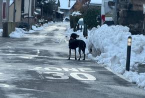 Alerta descoberta Cão Desconhecido Fully Switzerland