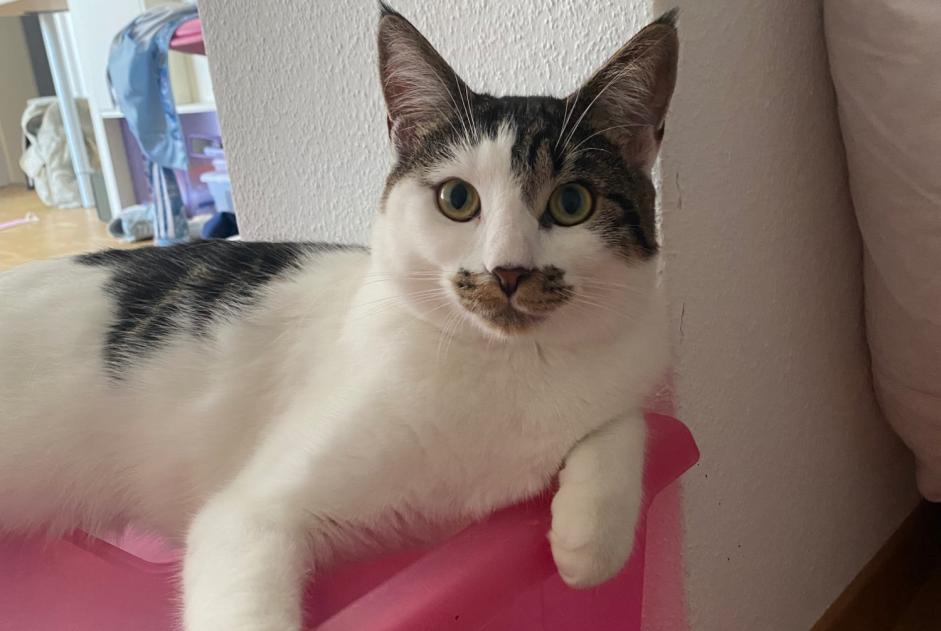 Alerta desaparecimento Gato cruzamento Fêmea , 4 anos Préverenges Switzerland