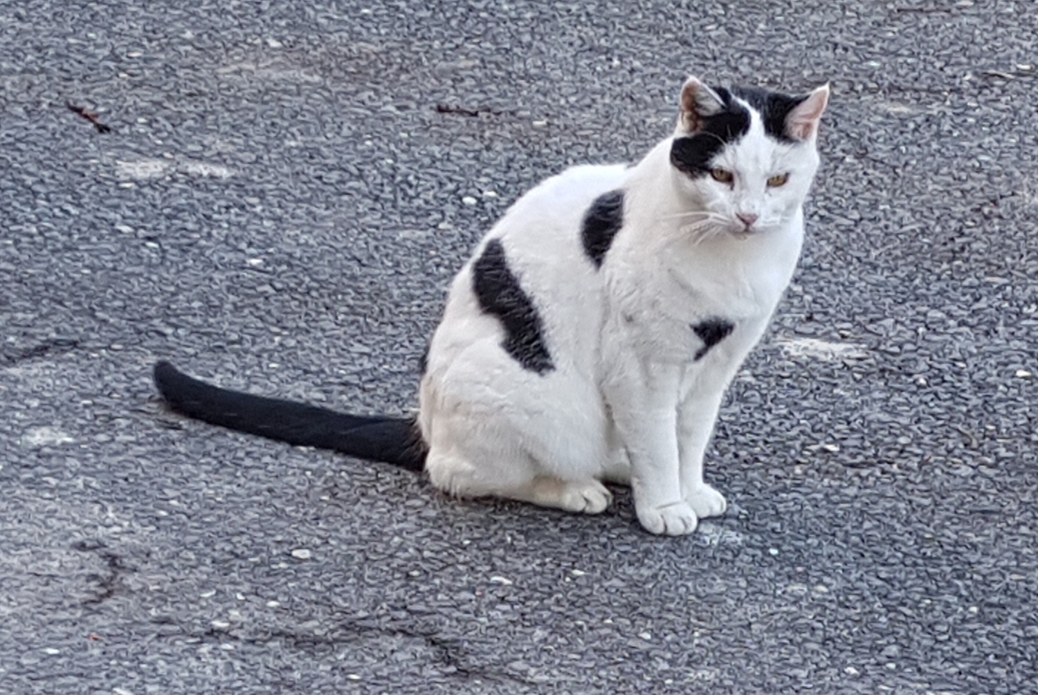 Alerta descoberta Gato Desconhecido , 2024 anos Saxon Switzerland