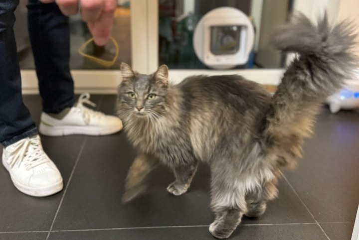 Alerta desaparecimento Gato cruzamento Fêmea , 2 anos Pully Switzerland