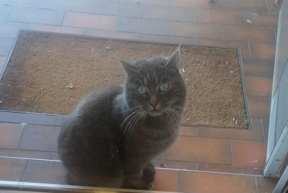 Alerta descoberta Gato Desconhecido Renan Switzerland