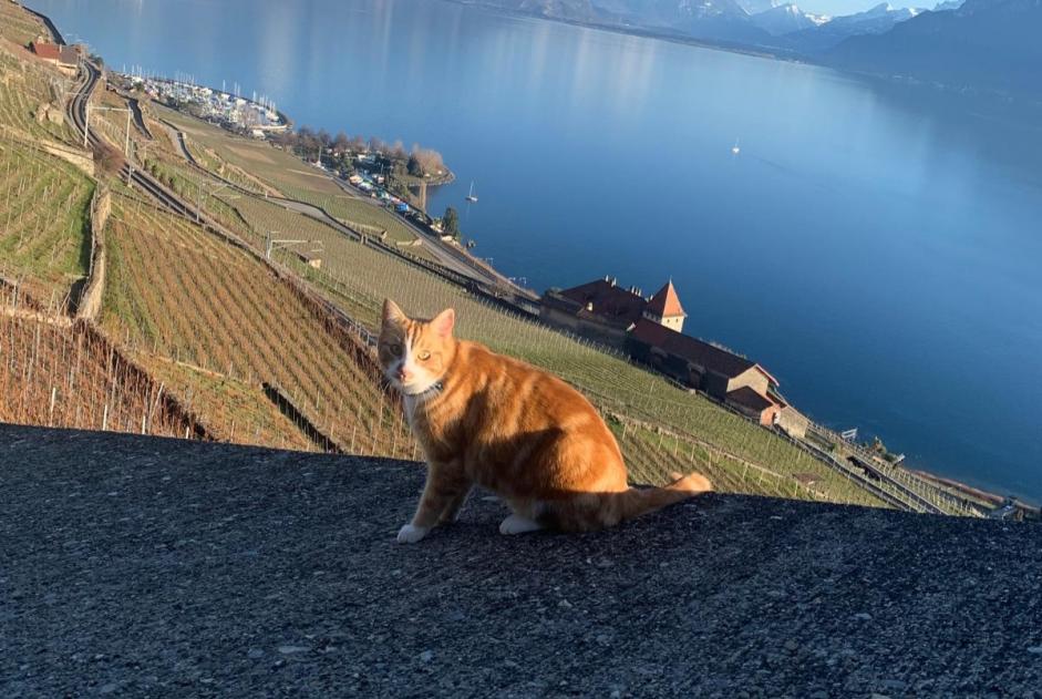 Alerta desaparecimento Gato Macho , 5 anos Châtel-Saint-Denis Switzerland