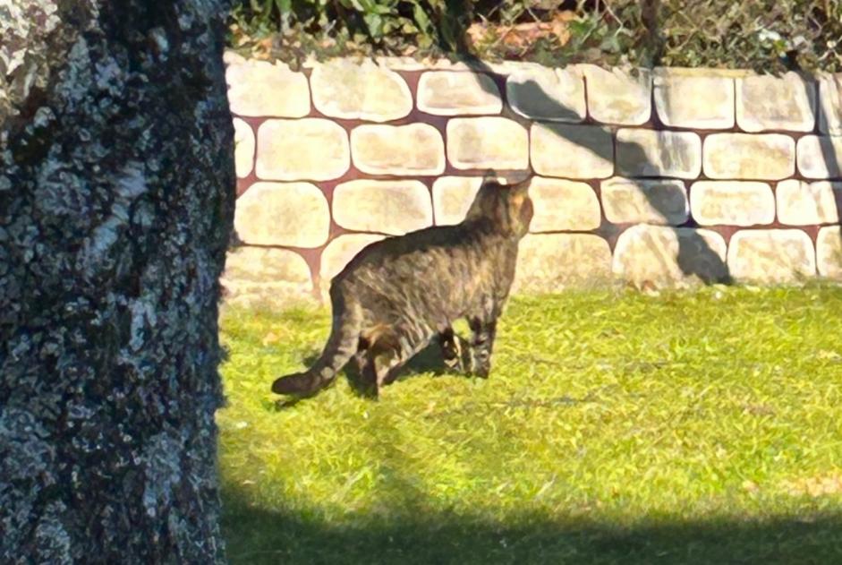 Alerta descoberta Gato Desconhecido Le Mont-sur-Lausanne Switzerland