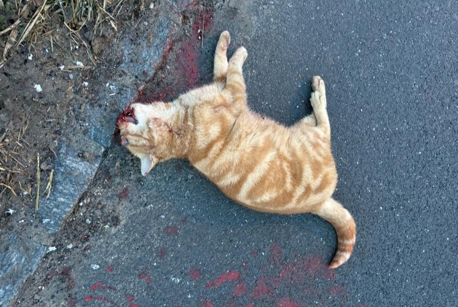 Alerta descoberta Gato Desconhecido Bois-d'Amont Switzerland