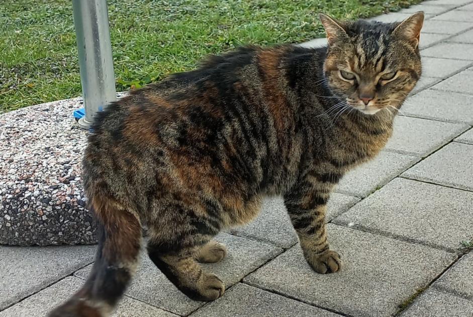 Alerta descoberta Gato cruzamento Fêmea Romont Switzerland