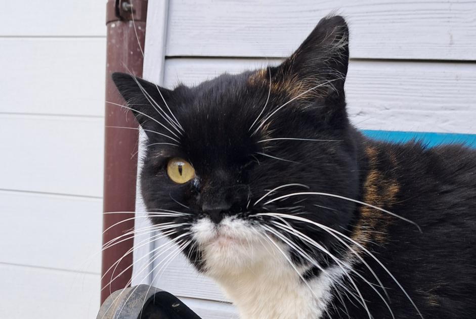 Alerta descoberta Gato Fêmea Lausanne Switzerland