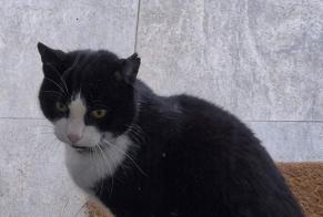 Alerta descoberta Gato Desconhecido Yverdon-les-Bains Switzerland