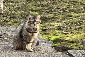 Alerta descoberta Gato Desconhecido , 2 anos Genève Switzerland