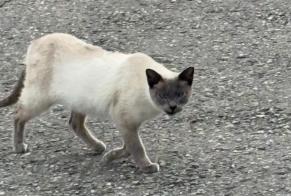 Alerta descoberta Gato  Desconhecido Le Mouret Switzerland