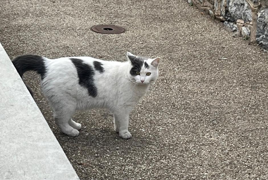 Alerta descoberta Gato Desconhecido Sion Switzerland