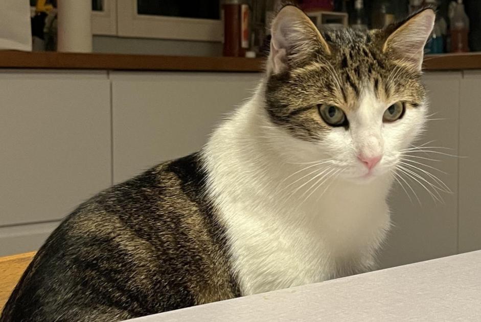 Alerta desaparecimento Gato  Macho , 3 anos Bretigny-sur-Morrens Switzerland