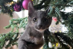 Alerta desaparecimento Gato Fêmea , 1 anos Versoix Switzerland