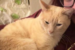 Alerta desaparecimento Gato Macho , 12 anos Genève Switzerland