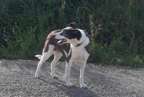 Alerta descoberta Cão cruzamento Fêmea Saint-André-de-Roquelongue France