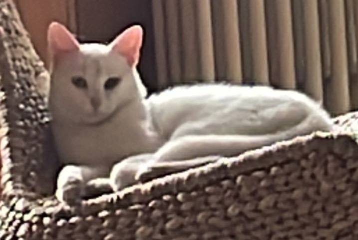 Alerta desaparecimento Gato Macho , 2 anos Vuadens Switzerland