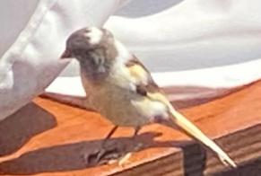 Alerta descoberta Pássaro Desconhecido Neuchâtel Switzerland