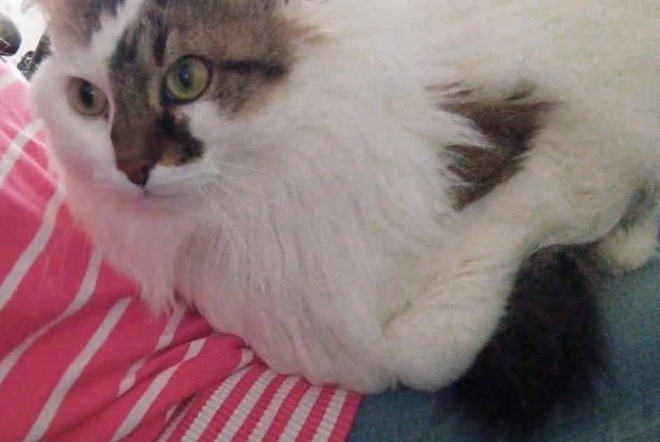 Alerta desaparecimento Gato cruzamento Fêmea , 14 anos Busy France