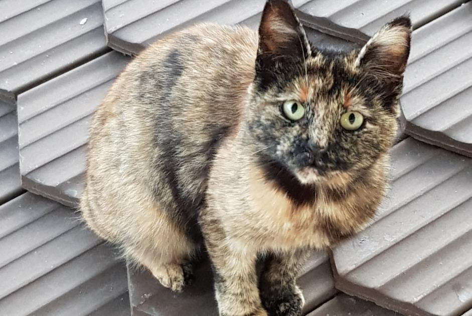 Alerta descoberta Gato Desconhecido Val-de-Ruz Switzerland