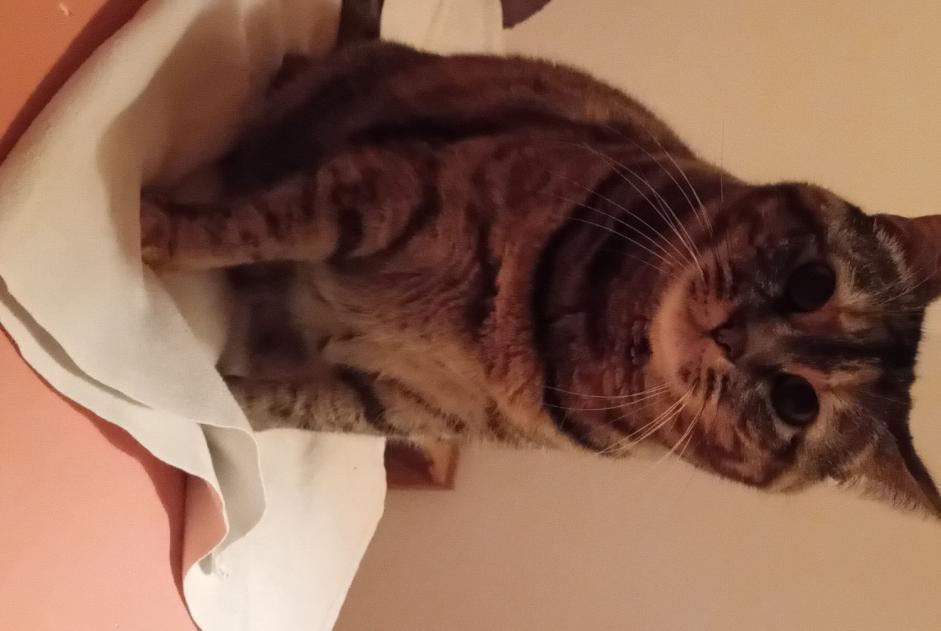 Alerta desaparecimento Gato Fêmea , 7 anos Saint-Gingolph Switzerland