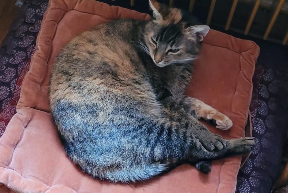Alerta desaparecimento Gato cruzamento Fêmea , 11 anos Lovatens Switzerland