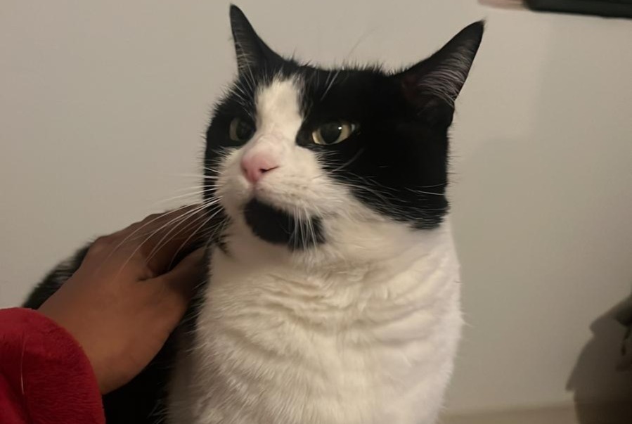 Alerta desaparecimento Gato Fêmea , 7 anos Villaz Switzerland
