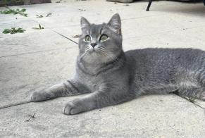 Alerta desaparecimento Gato  Fêmea , 2 anos Lutry Switzerland
