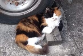 Alerta desaparecimento Gato  Fêmea , 11 anos Lonay Switzerland