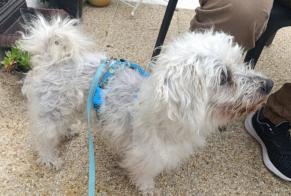 Alerta descoberta Cão  Macho Cherbourg-en-Cotentin France