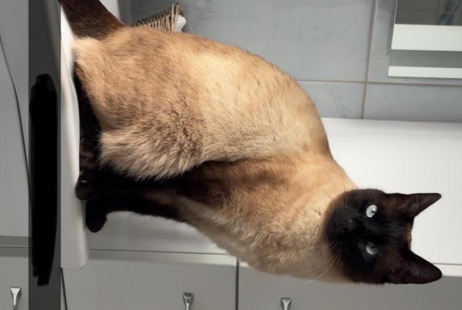 Alerta desaparecimento Gato  Macho , 3 anos Châtonnaye Switzerland