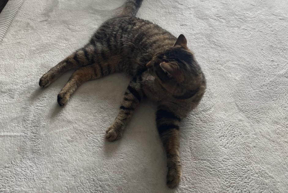 Alerta desaparecimento Gato  Fêmea , 3 anos Valbirse Switzerland